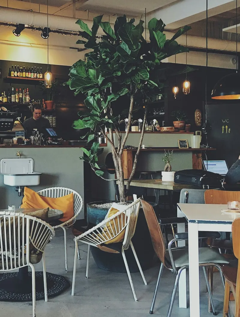 Inside the café: a big fig tree, rattan chairs and the coffee counter