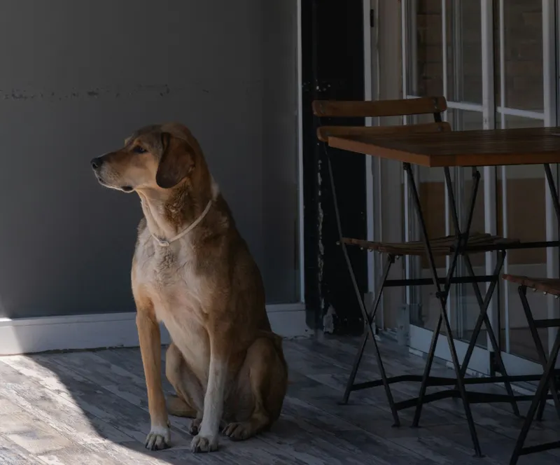 A dog sitting by an outdoor table in the sun
